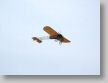 Bleriot_a.jpg
